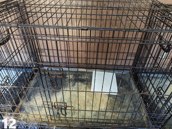 36 inch Crate For Sale