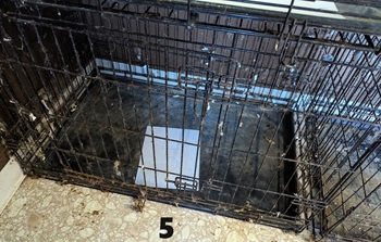 36 inch Crate For Sale