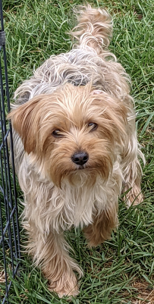 AKC Traditional That Carries Chocolate, Parti & Blonde Female Yorkie Daisey