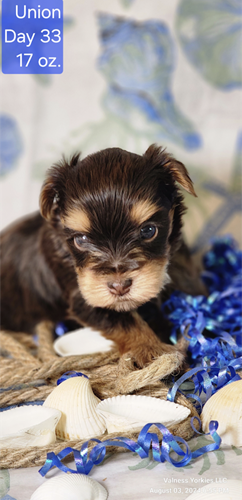 AKC Yorkie Pup