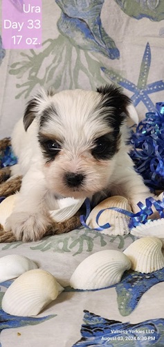 AKC Yorkie Pup