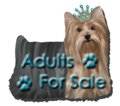 Adult Yorkies For Sale