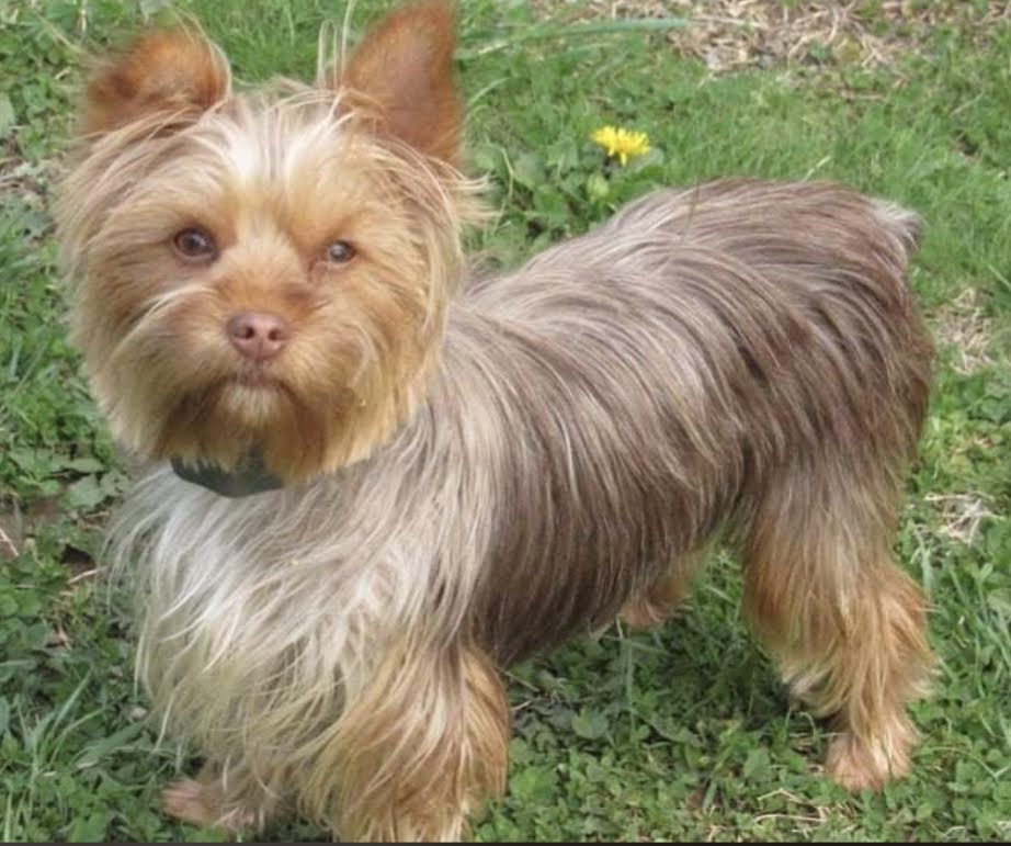 Female Yorkie For Sale