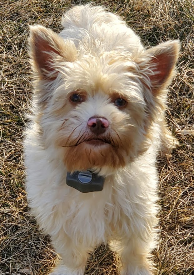 Female Yorkie For Sale