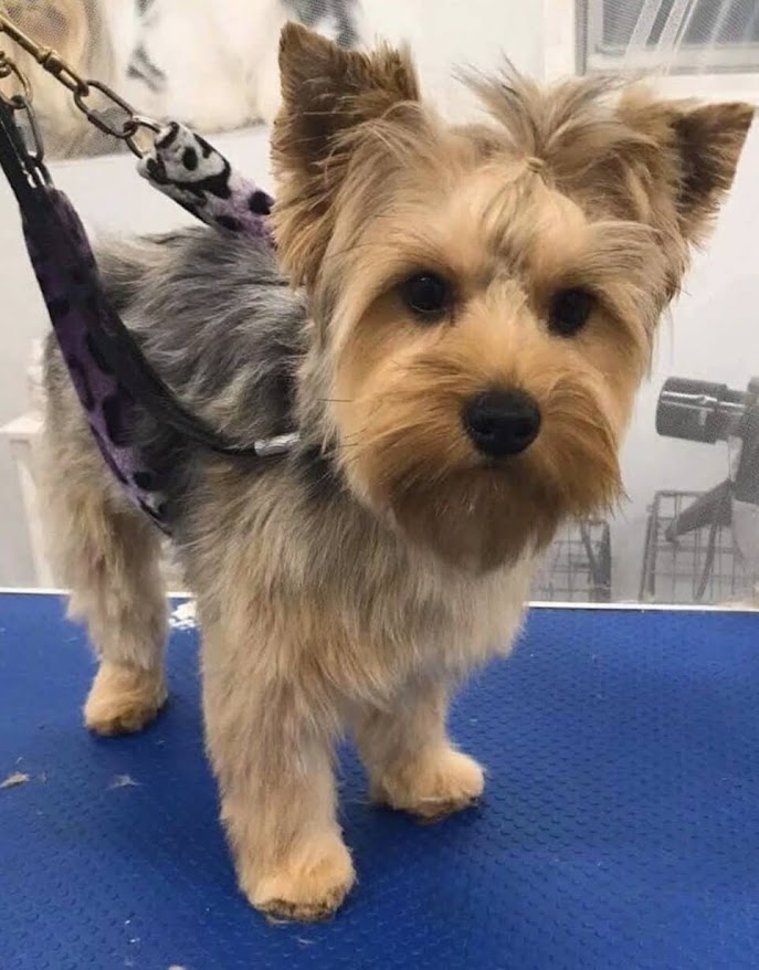 Female Yorkie For Sale