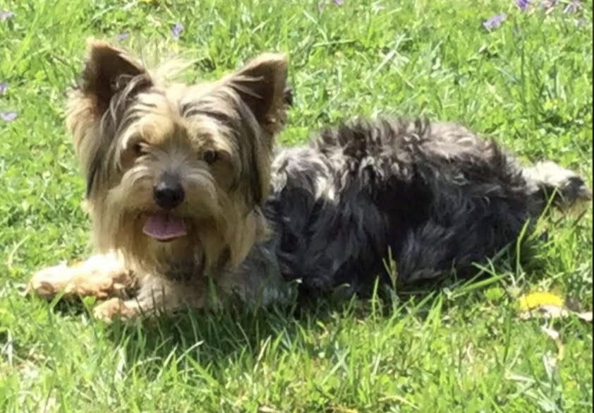 Female Yorkie For Sale