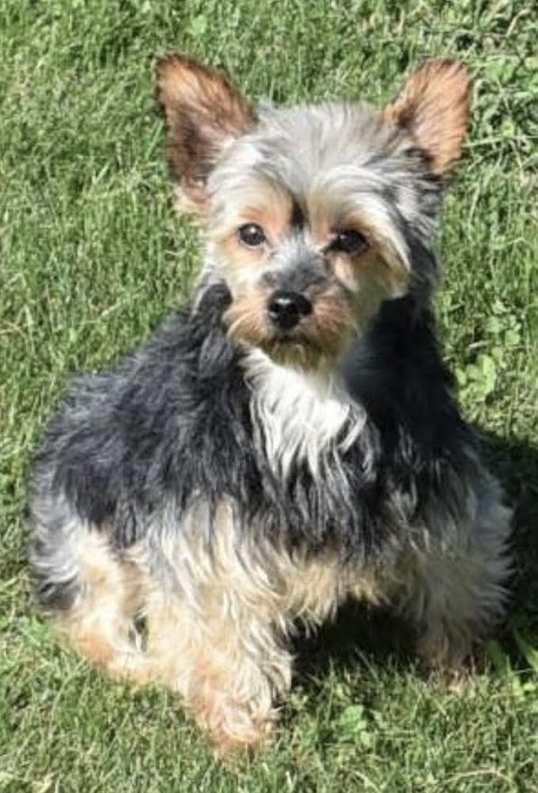 Female Yorkie For Sale