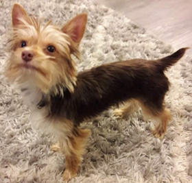 Female Yorkie For Sale