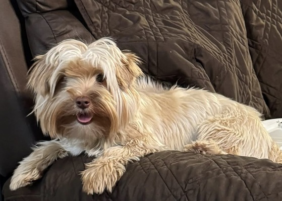 AKC Blonde Chocolate That Carries Parti Female Yorkie, Paris