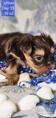 AKC Yorkie Pup For Sale