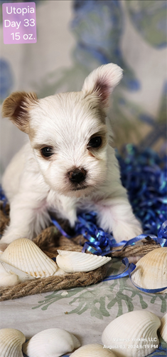 AKC Yorkie Pup For Sale