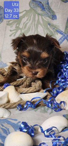 AKC Yorkie Pup For Sale